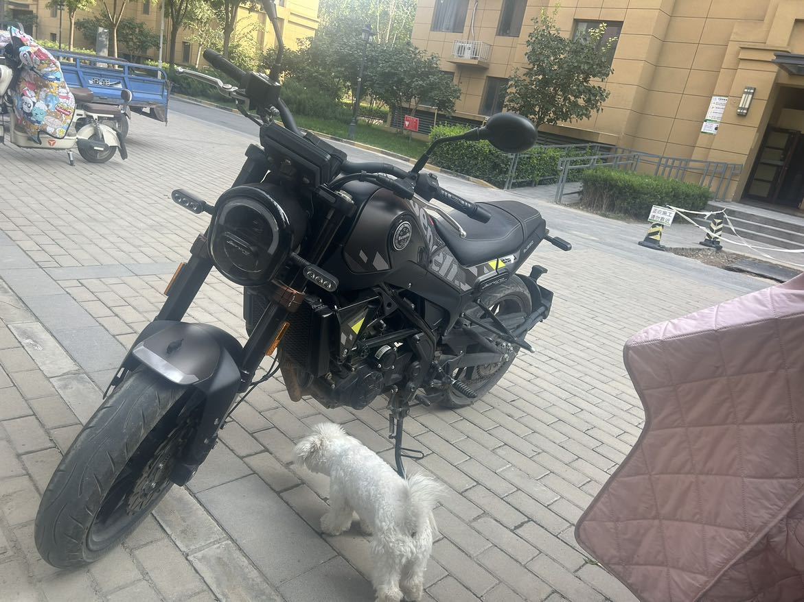 贝纳利 幼狮 Leoncino 250